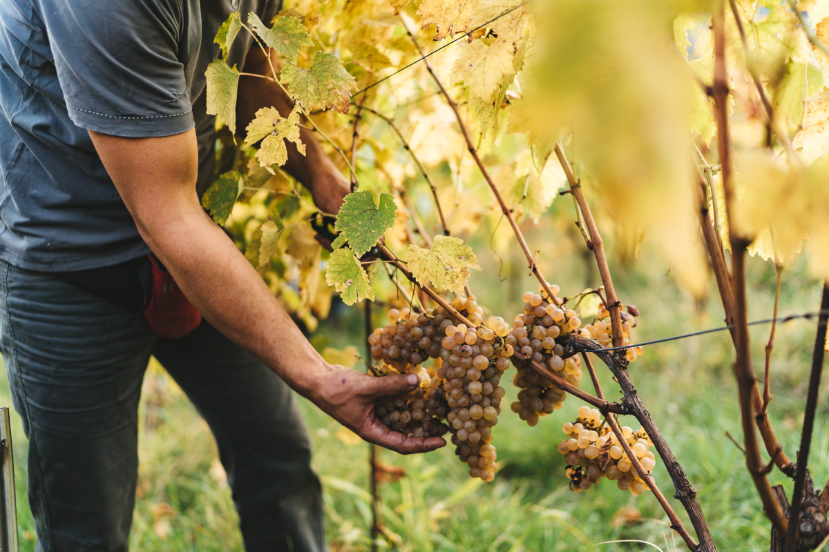 In vigna per vivere il fascino della vendemmia in Toscana con Cantine Aperte