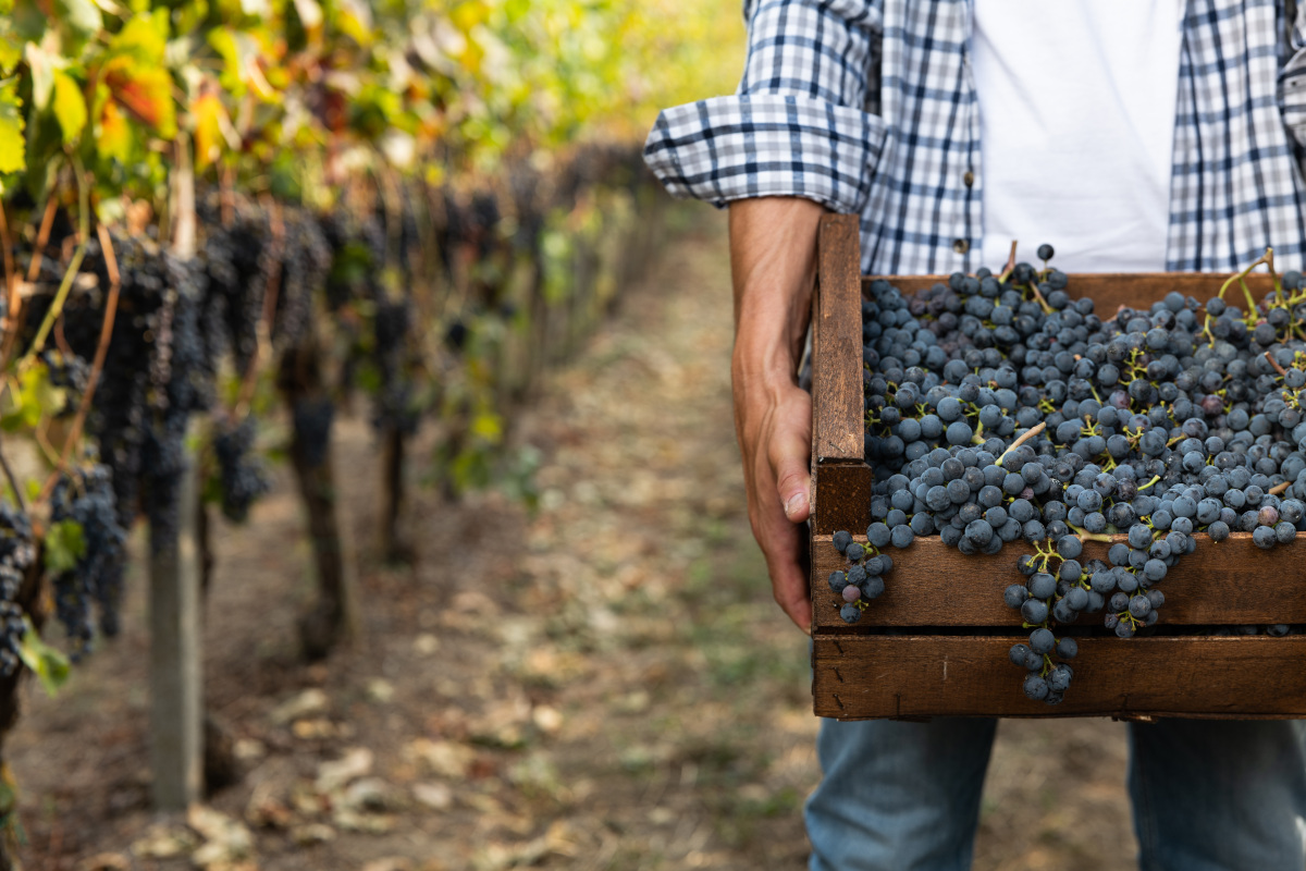 Mancanza di personale anche in cantina. Il Veneto la regione più in difficoltà