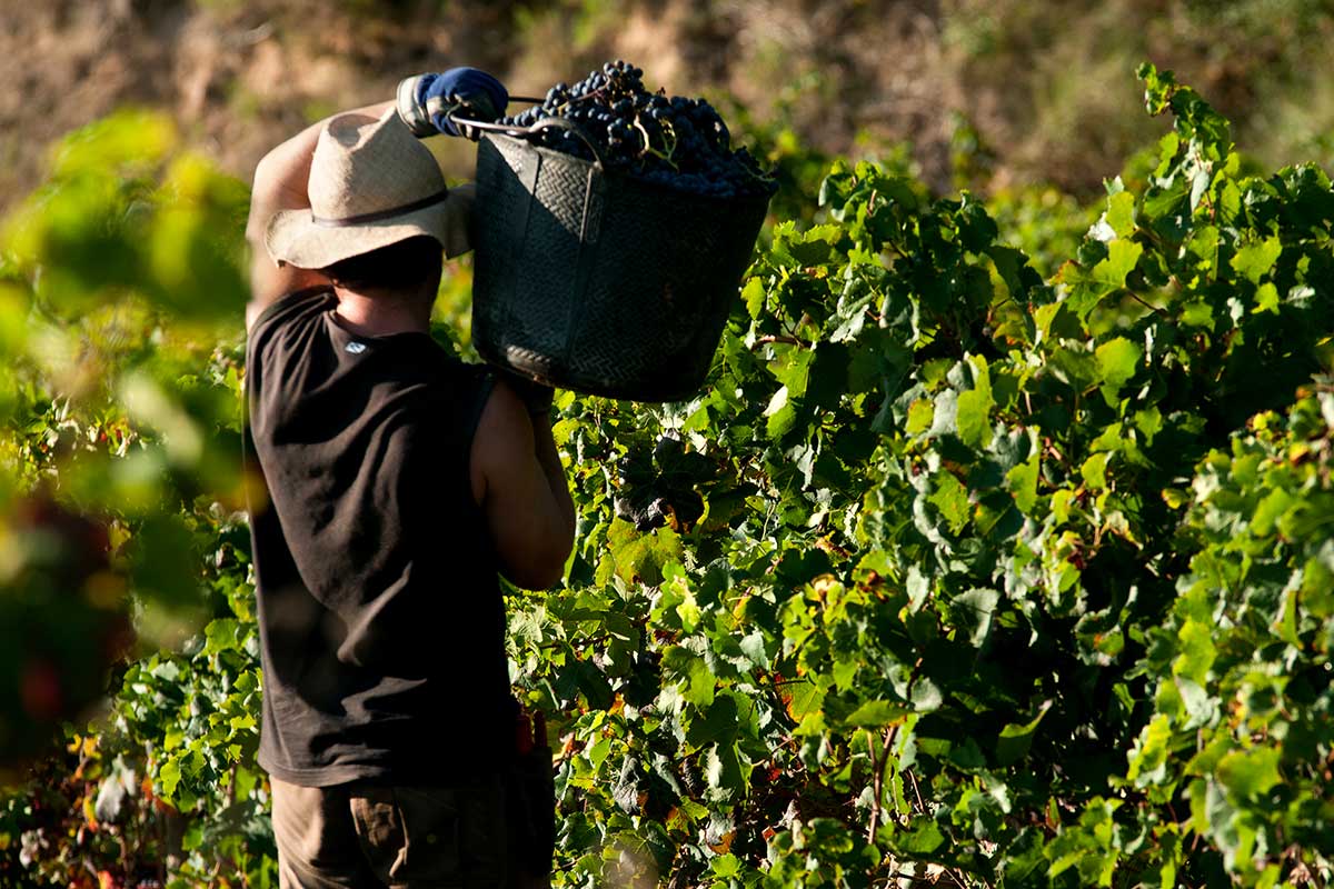 Vendemmia 2021 al via con buone premesse Vendemmia 2021 al via con ottime premesse (nonostante le gelate di aprile)