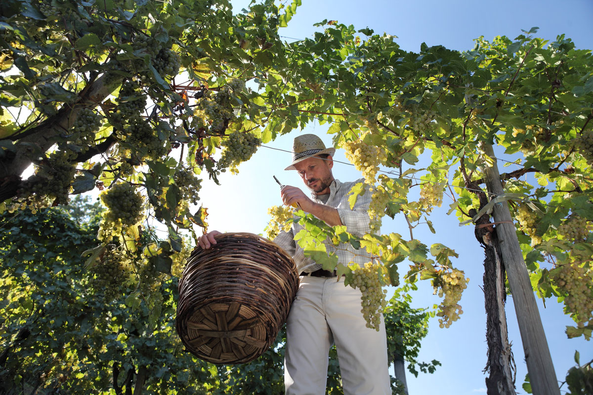 Via alla vendemmia Inizia la vendemmia 2021 e l'export di vino italiano (finalmente) cresce