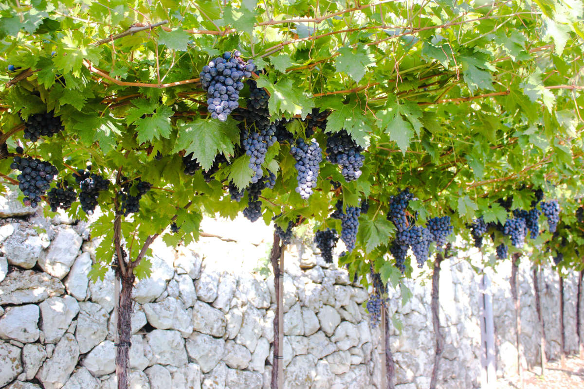 La vendemmia dei vigneti della Valpolicella Consorzio Vini Valpolicella atteso un calo della produzione del 5%