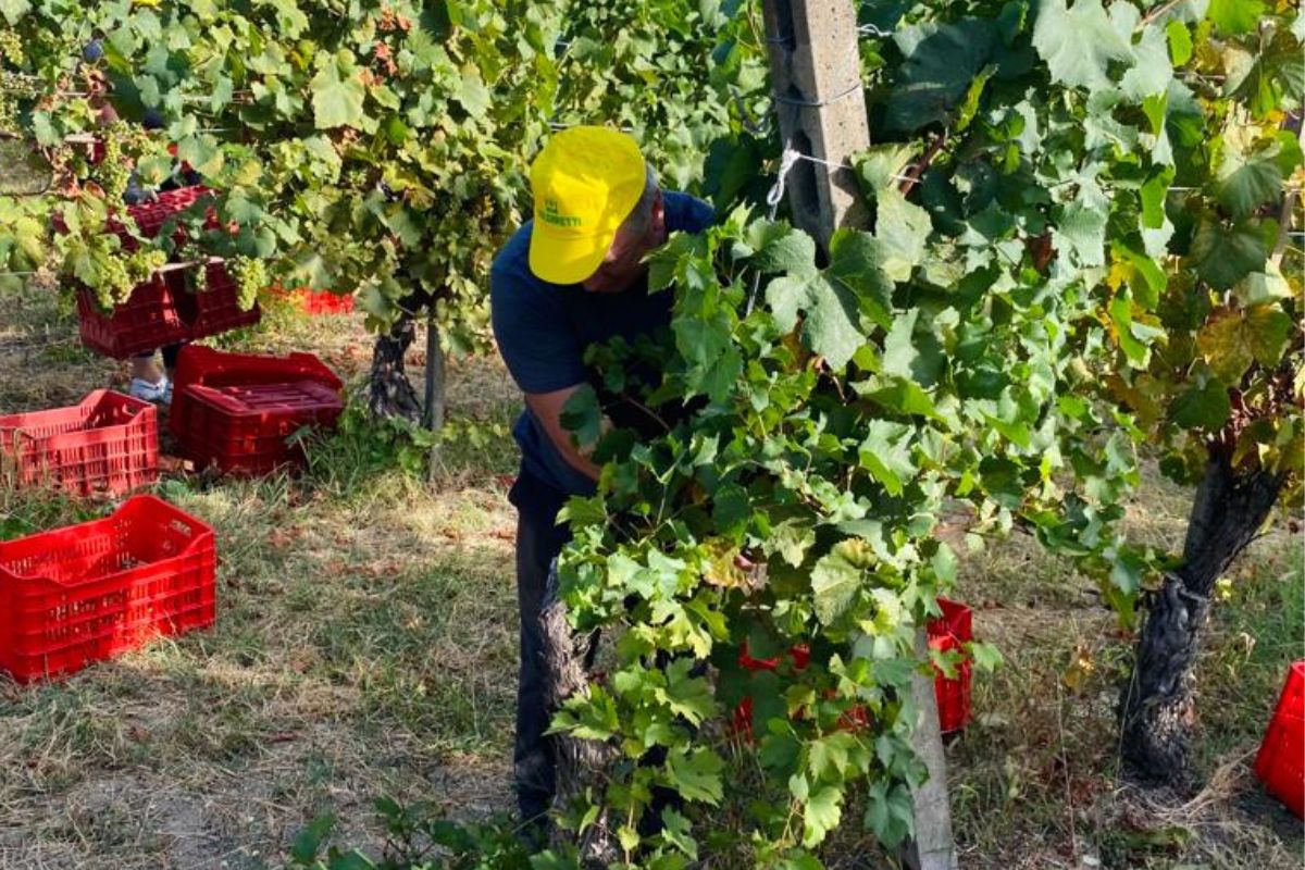 Vendemmia nell'Oltrepò: le stime parlano di un +20% di produzione