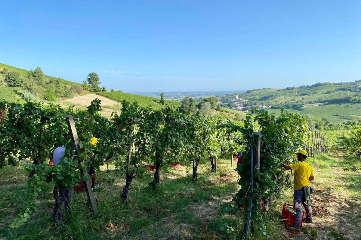 Vendemmia a rischio: Consorzio e Terre d'Oltrepò insieme per salvare la produzione