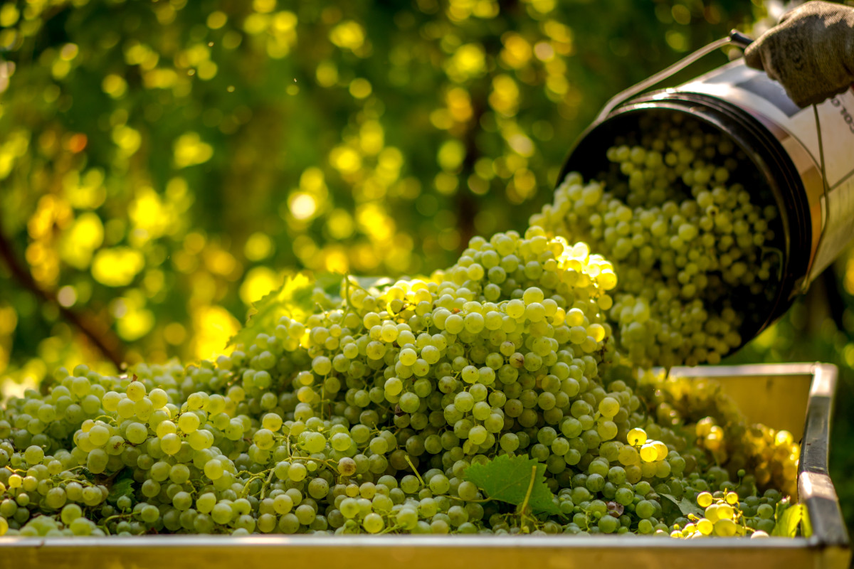 Vendemmia in calo in Italia: resiste il Nord, difficoltà al Centro e al Sud