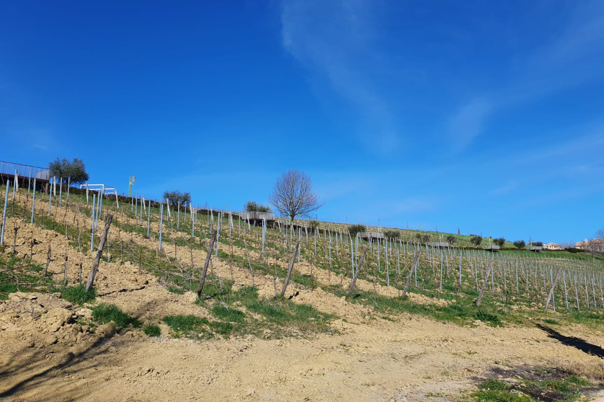 La missione di Ais Marche: “Sommelier sempre più preparati”