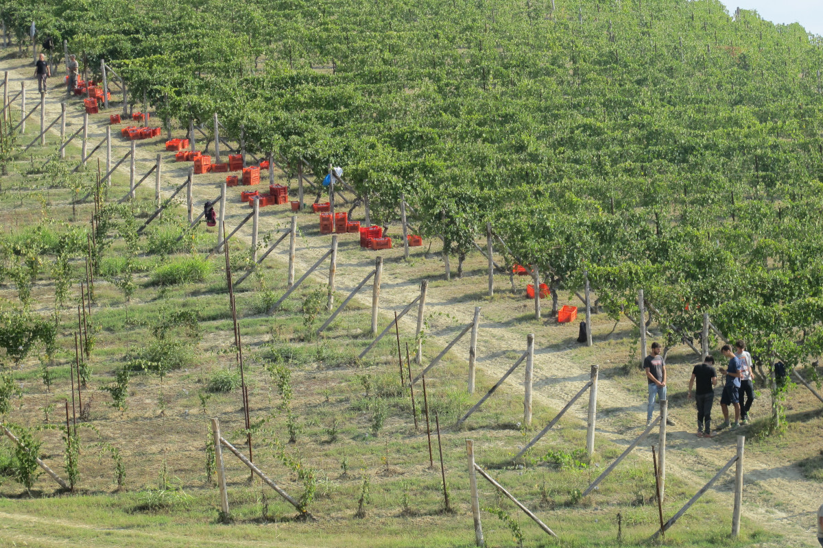 La Vigna Gustava  Si alza il sipario su Barolo en primeur: quando il vino fa anche beneficenza