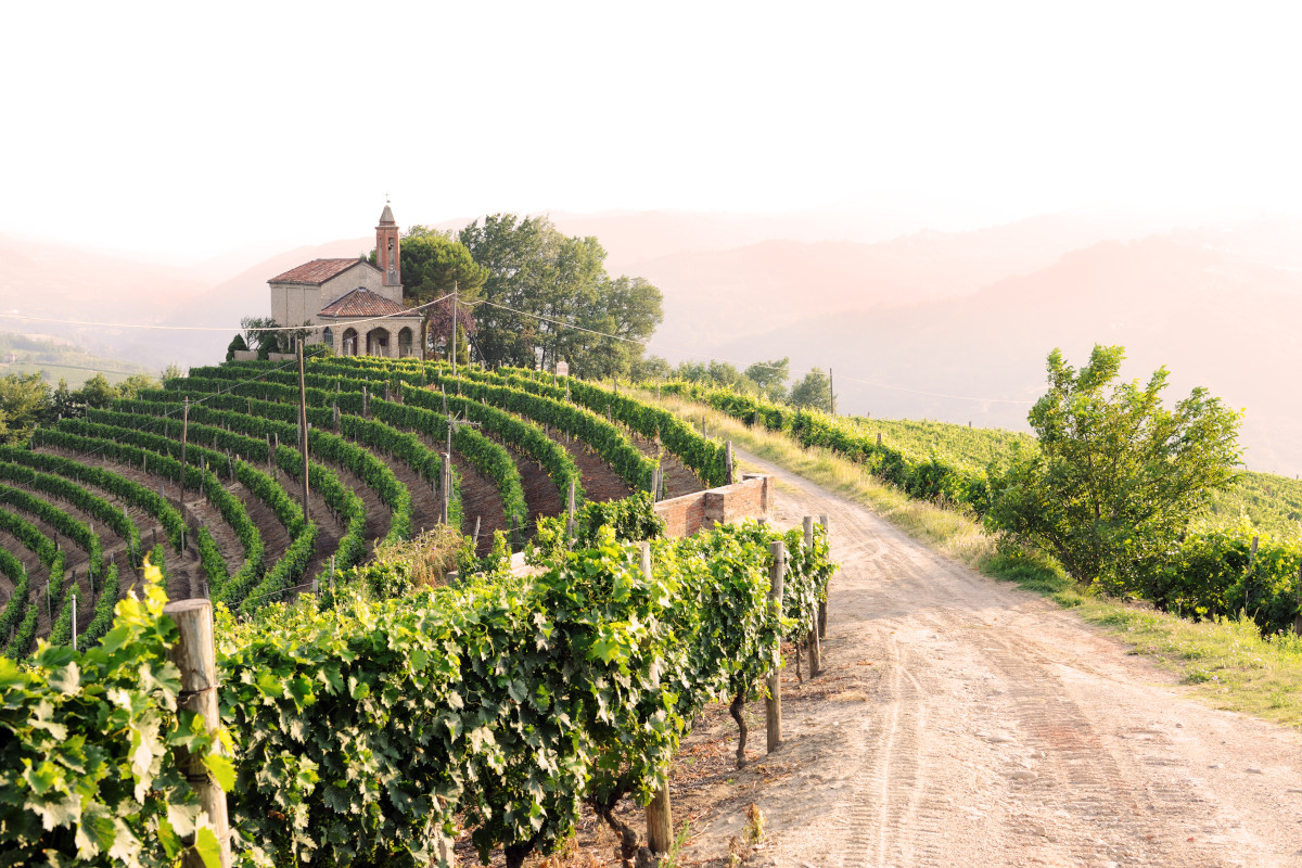 La siccità fa paura al vino: rese ridotte, vendemmie anticipate e futuro incerto