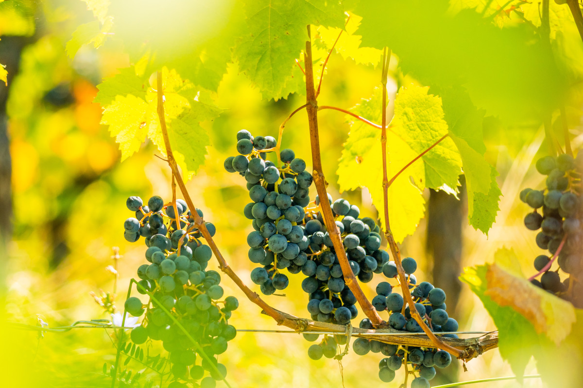 In vigna per vivere il fascino della vendemmia in Toscana con Cantine Aperte