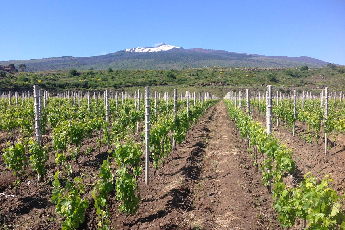 Consorzio Etna Doc, è boom di giovani produttori: +55% in tre anni