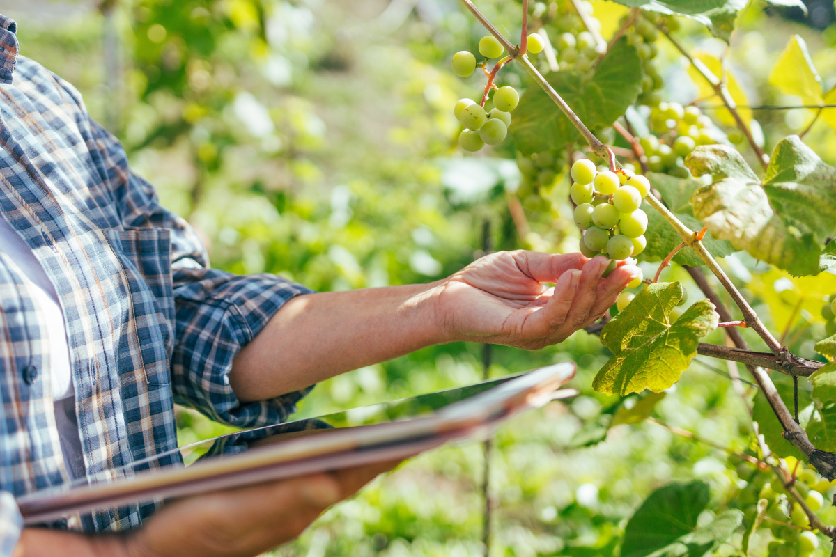 Agricoltura rigenerativa: ecco come i vignaioli rivoluzionano la viticoltura