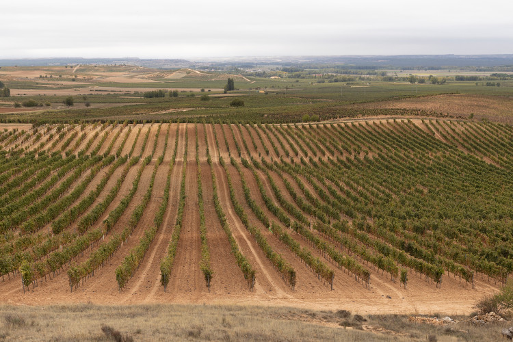 Vigne del Tempranillo nella valle del Duero vicino a Burgos La Spagna brinda al Tempranillo del Duero e ai suoi&hellip; fratelli