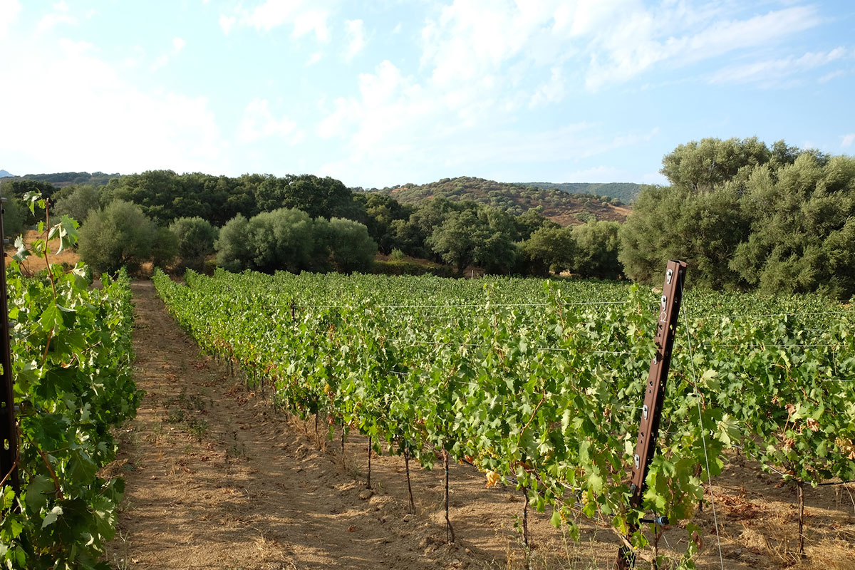 I vigneti di Berchidda (Ss) La Sardegna vinicola di Giovanni Cappato