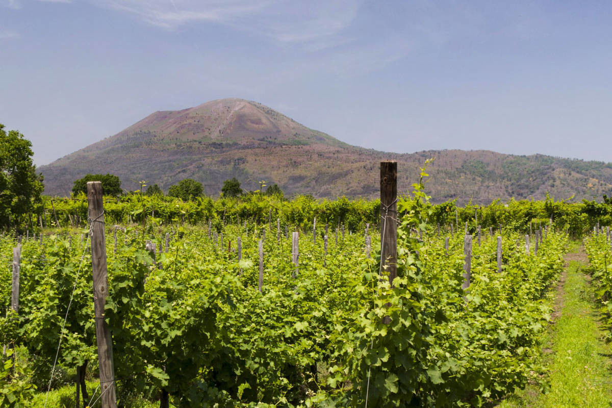 D'Antonio Vino IN ATTESA FOTO