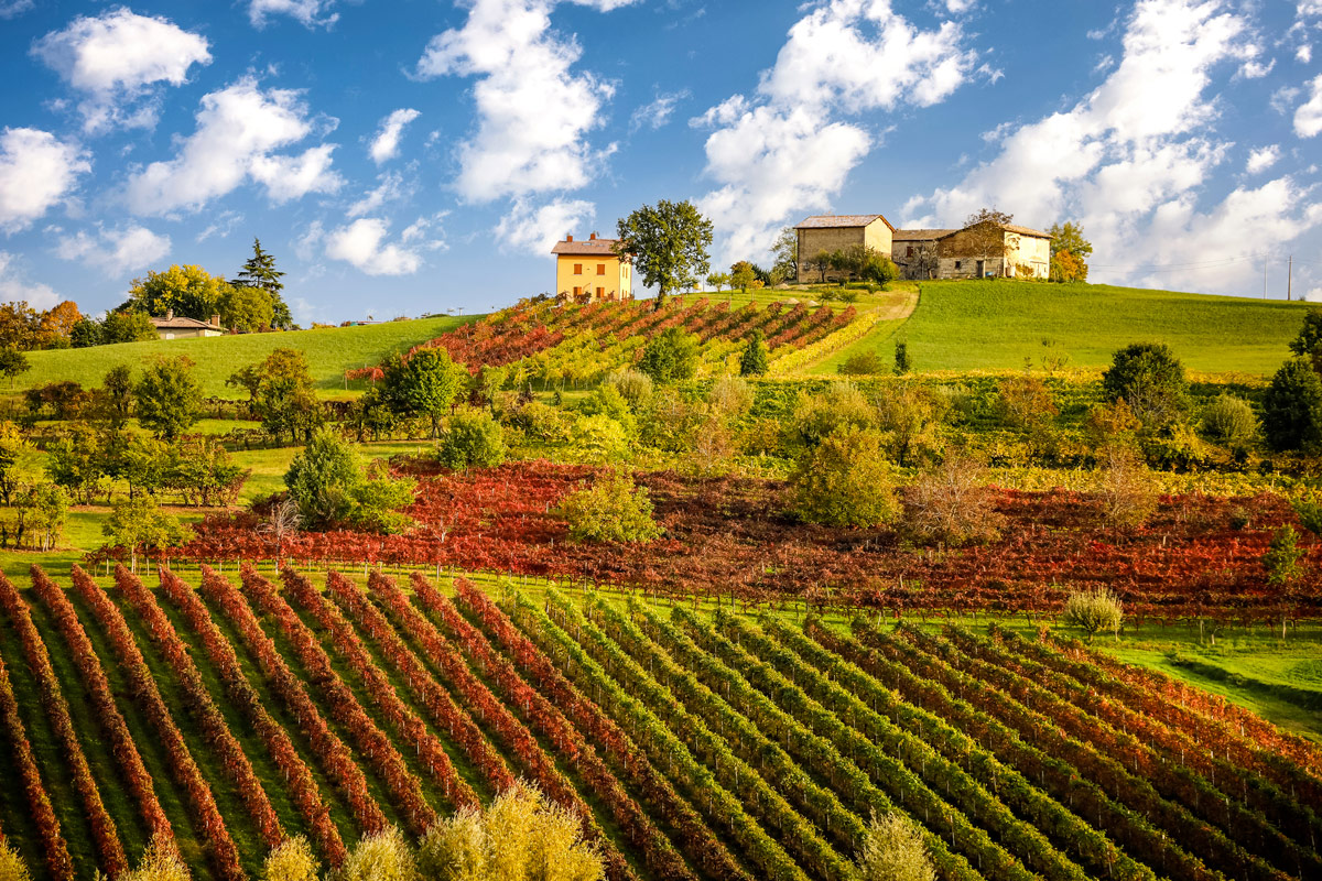 Un vigneto di Lambrusco in Emilia Romagna Emilia Romagna il vino ritorna a essere protagonista