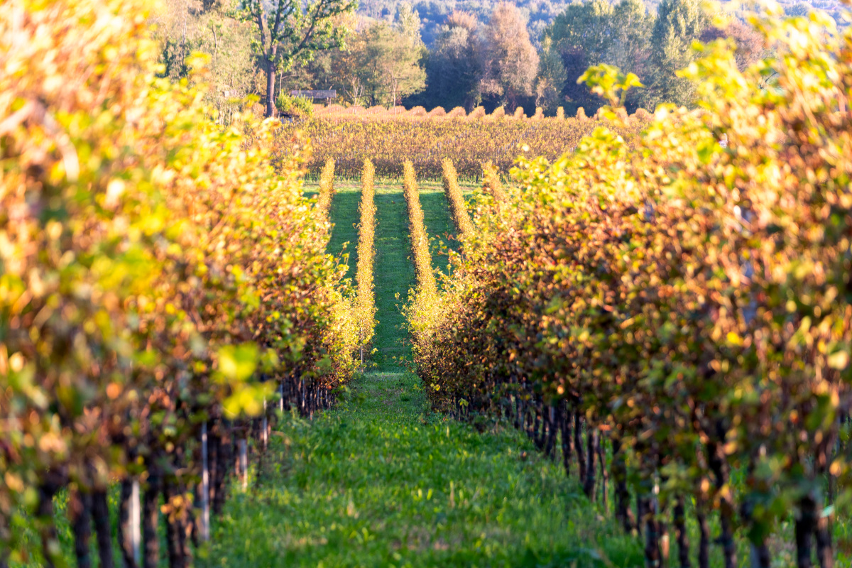 La Lombardia al Vinitaly tra export, innovazione e sostenibilità