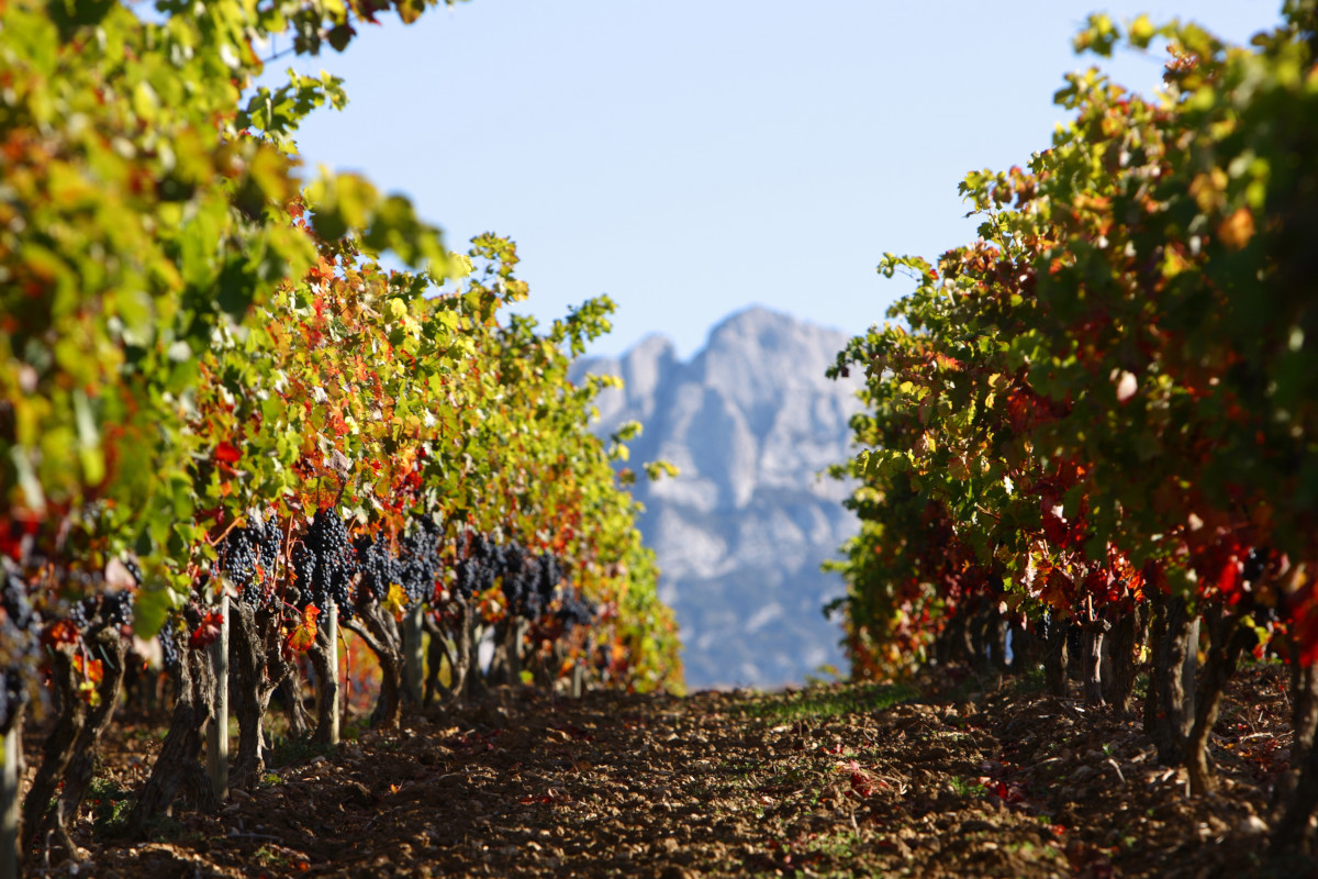 Vigneti nella Rioja Alavesa  Paesi Baschi passione allo stato puro. E una gastronomia al top