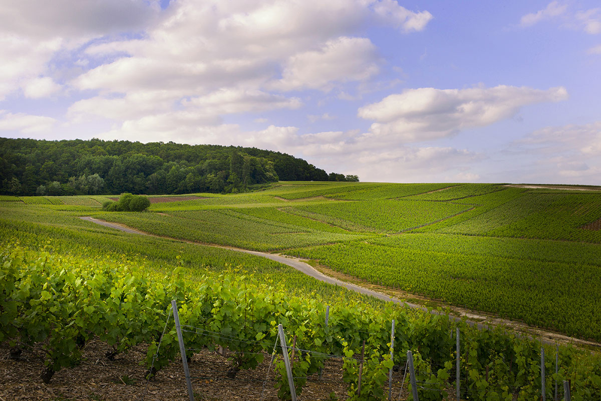 Taittinger, dopo 12 anni ecco il Millesimato 2011 Comtes de Champagne Grands Crus Rosé