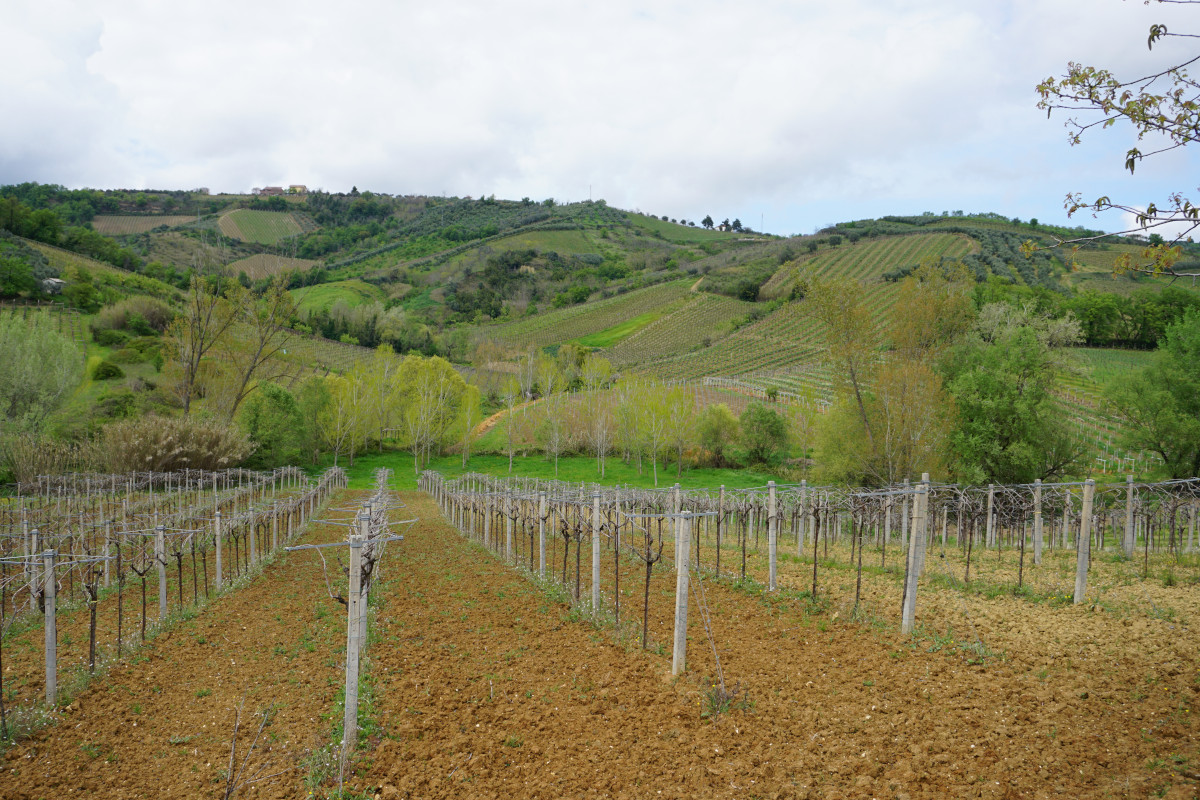 Viaggio a Villamagna, tra i vigneti della più giovane Doc d'Abruzzo 