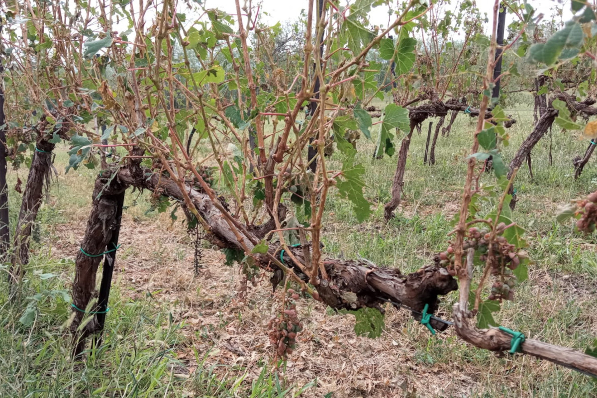 Grandine sui vigneti: nell'Oltrepò si fa la conta dei danni