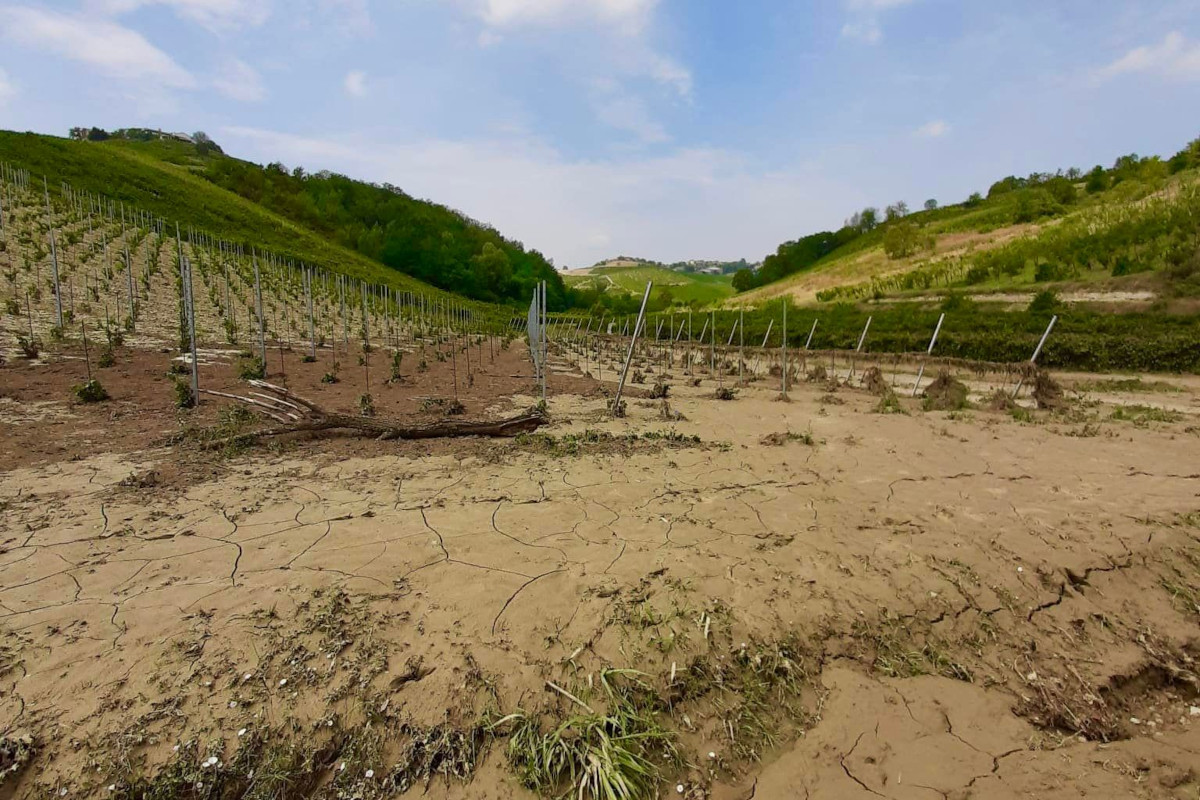 Grandine sui vigneti: nell'Oltrepò si fa la conta dei danni