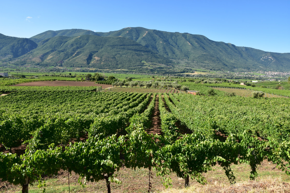 Campania Stories, pregi e difetti del vino dal Sannio al Cilento