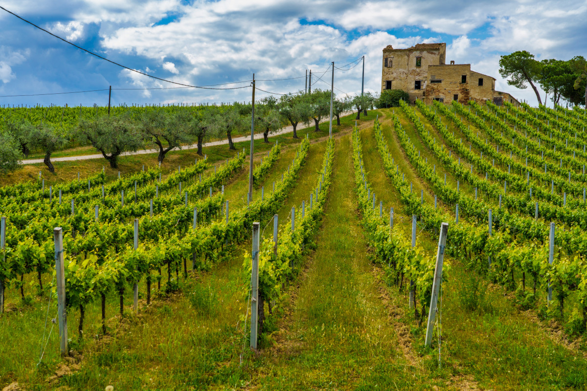 £$L'Italia del vino:$£ il Pecorino, la riscoperta di un vino sorprendente