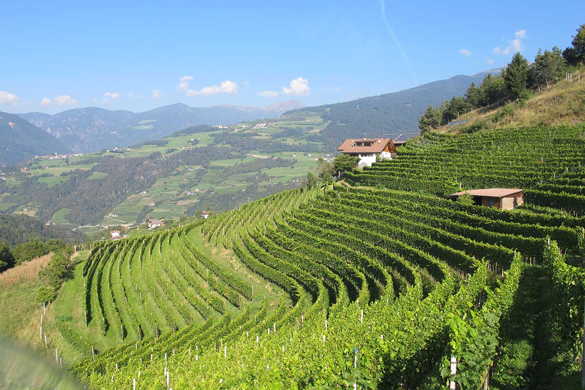 Vigneti in Alto Adige  Vini e vignaioli d'Italia, San Leonardo e Lagrein Taber superstar