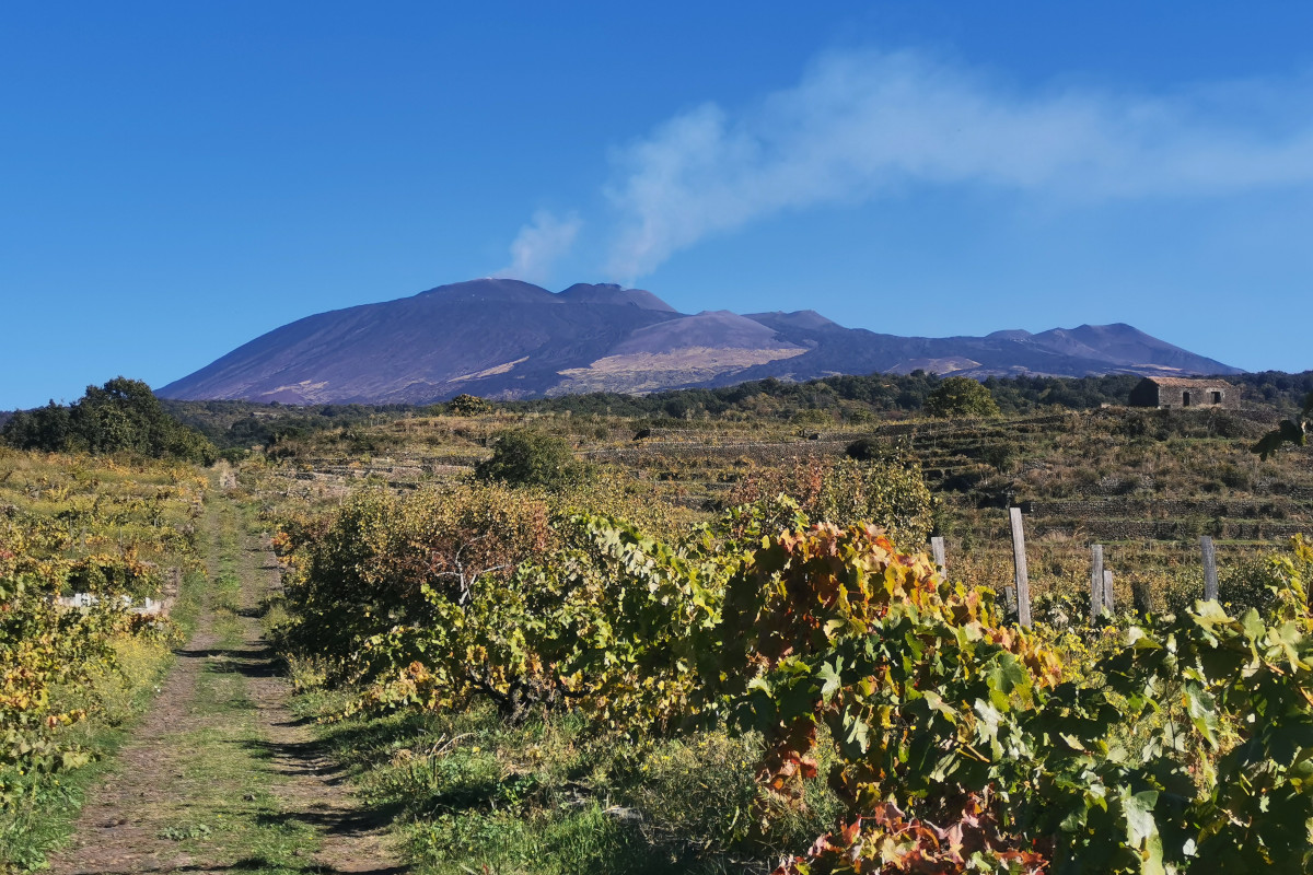 Etna, il vulcano che resiste: il vino conquista gli Usa e sfida il mercato