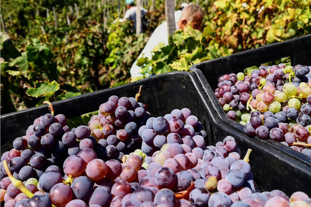 Vendemmia manuale nel versante Sud-Est dell'Etna Nei vini i racconti austeri del vulcano