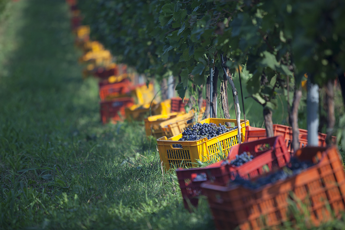 Il Lago di Grada è terra di grandi vini Chiari, freschi e dolci… vini! Viaggio tra le Doc del Lago di Garda