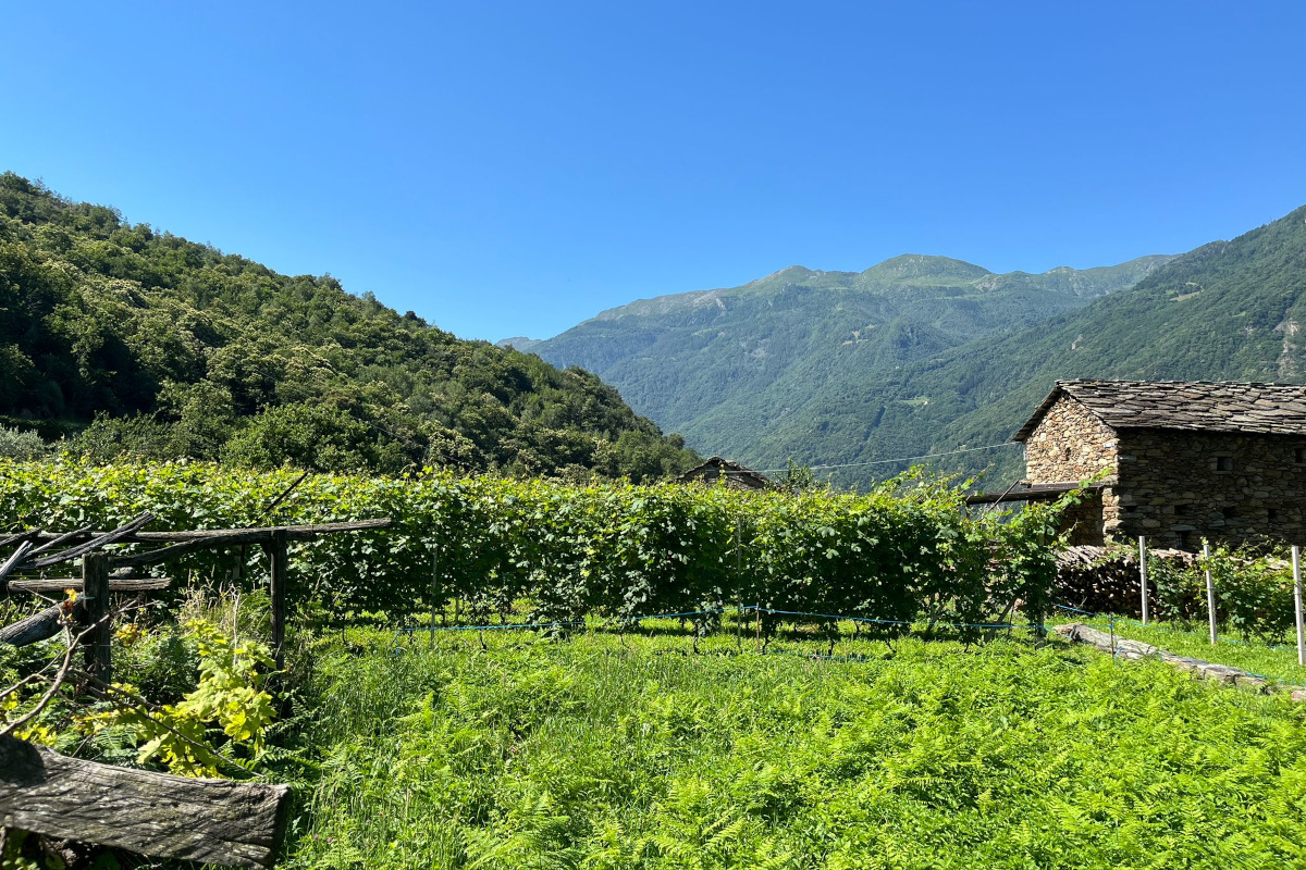 Caluso, Carema e Canavese: le tre Docg che raccontano un altro Piemonte