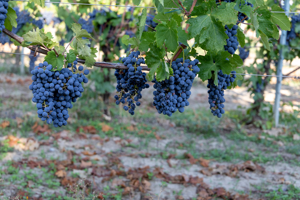 ’Oltrepò Pavese è una terra di identità enogastronomiche Oltrepò Pavese dove il vino va a braccetto con la bicicletta