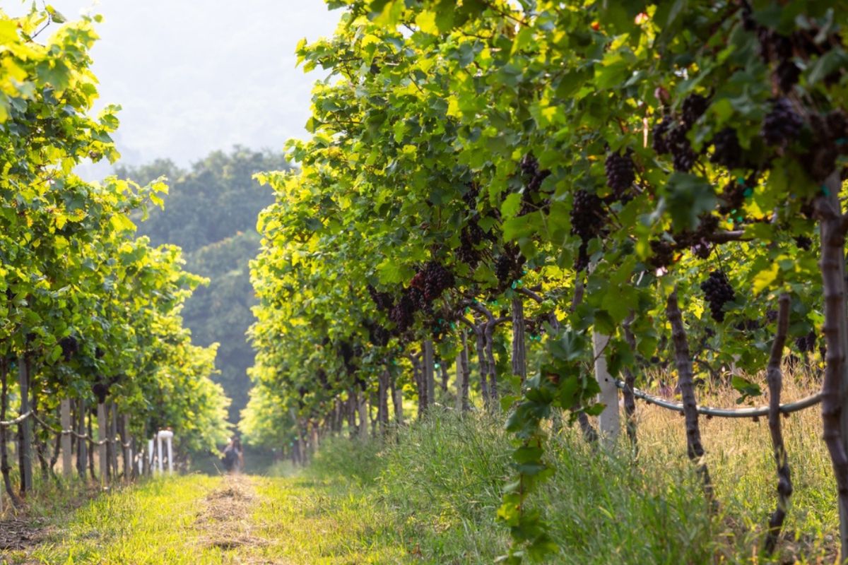 Vino vegano, tutto quello che c'è da sapere sulla nuova frontiera dell'enologia