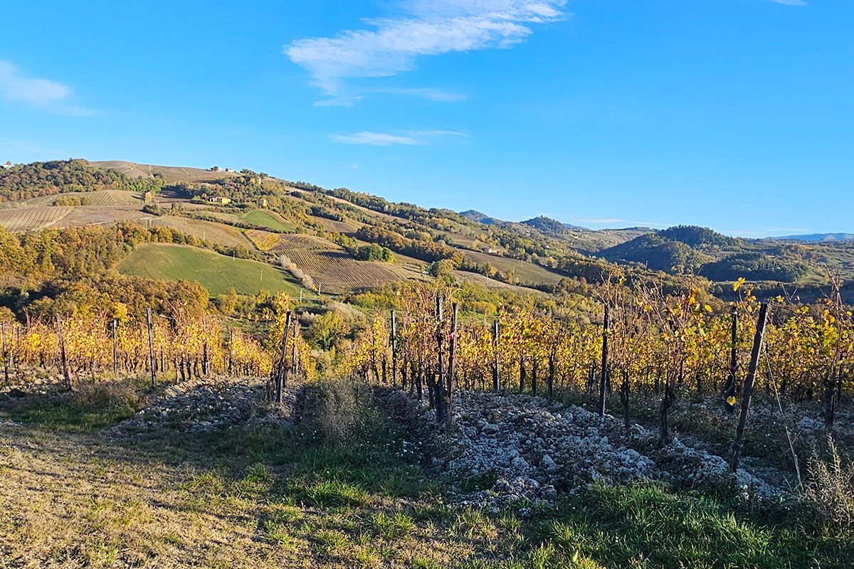 Vistarino: mille anni per arrivare al Pinot Nero che l’Italia stava aspettando