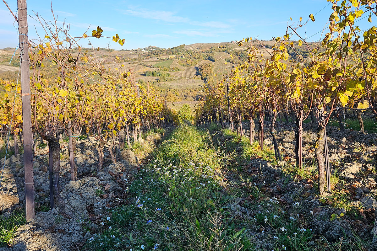 Vistarino: mille anni per arrivare al Pinot Nero che l’Italia stava aspettando