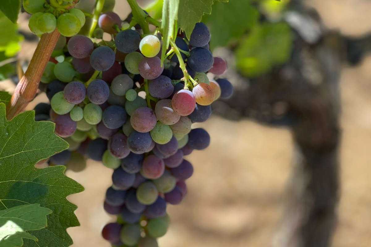 Toscana vendemmia 2023 tra mancanza di manodopera e volumi in calo del 20%