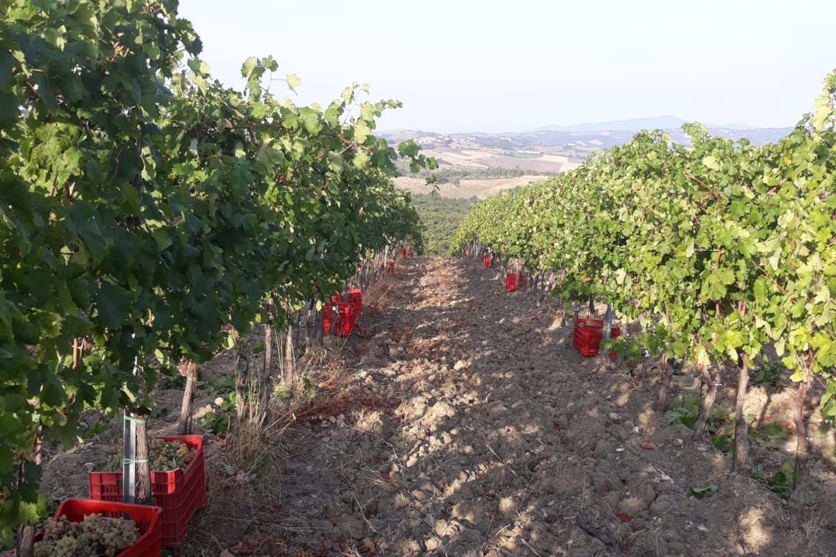 La raccolta delle uve di Vermentino Montecucco Doc e Docg produzione colpita dagli effetti del clima anomalo