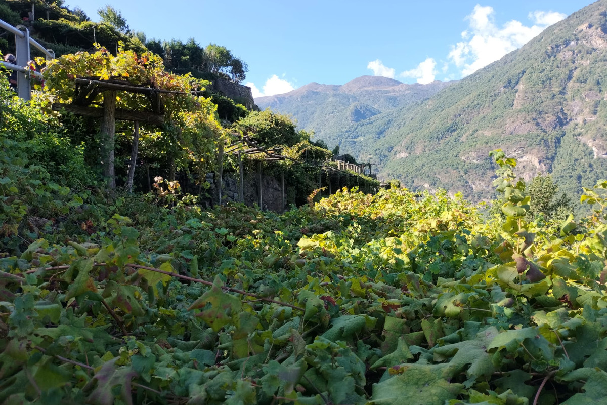 Viticoltura eroica: così il Nebbiolo sfida il clima tra i terrazzamenti dell’Alto Canavese