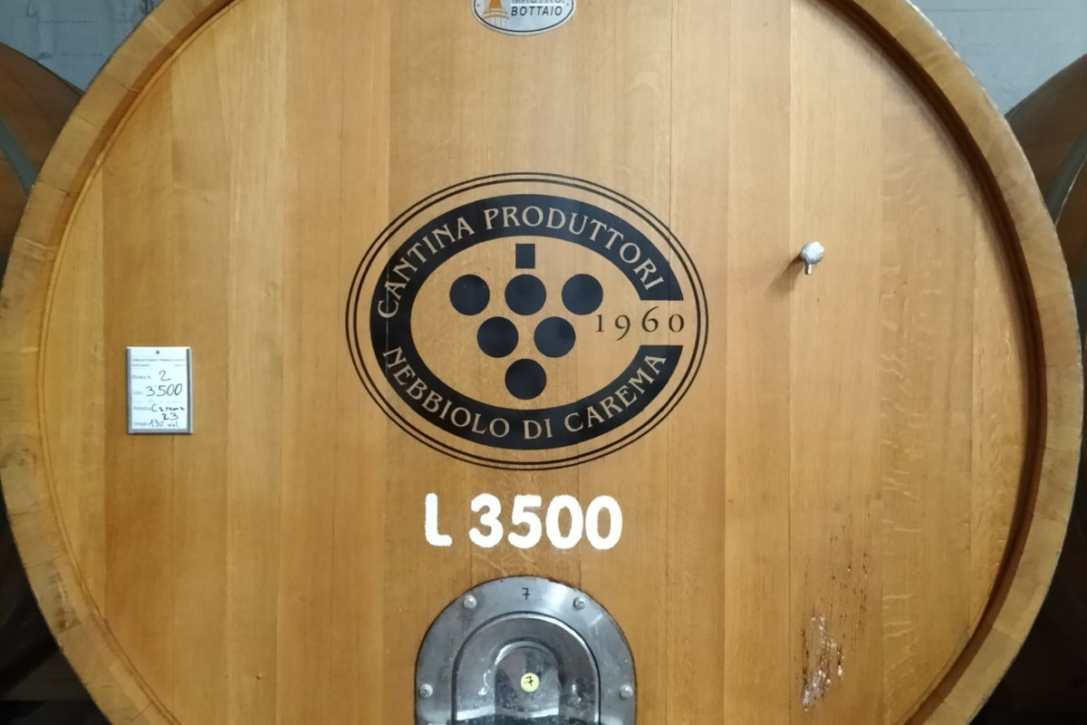 Viticoltura eroica: così il Nebbiolo sfida il clima tra i terrazzamenti dell’Alto Canavese