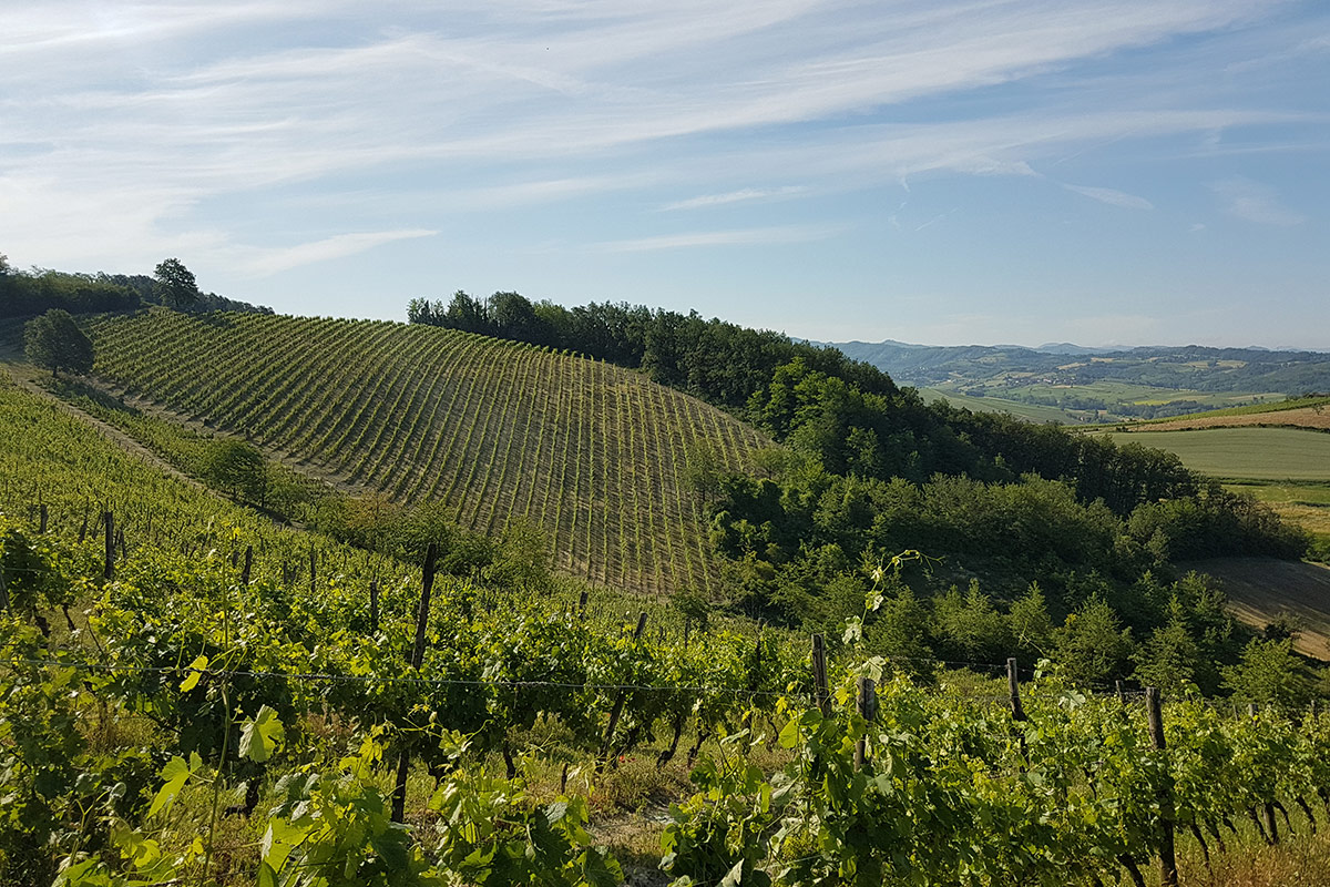 Derthona, l’anima bianca dei Colli Tortonesi che guarda al mondo Derthona, l’anima bianca dei Colli Tortonesi che guarda al mondo