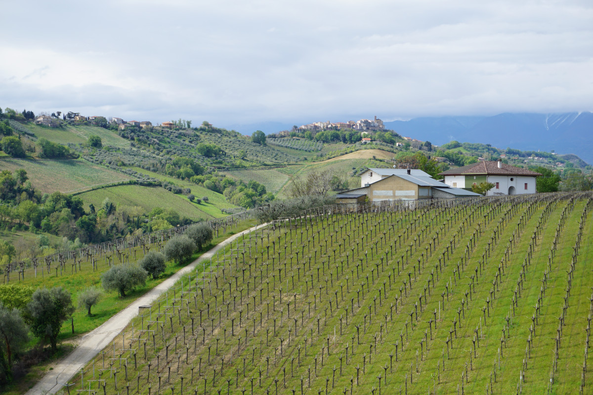 Viaggio a Villamagna, tra i vigneti della più giovane Doc d'Abruzzo 