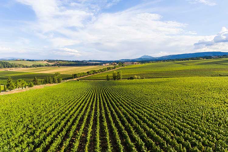 Una delle tenute di Carpineto I vini Carpineto alla conquista del mercato, rincari permettendo