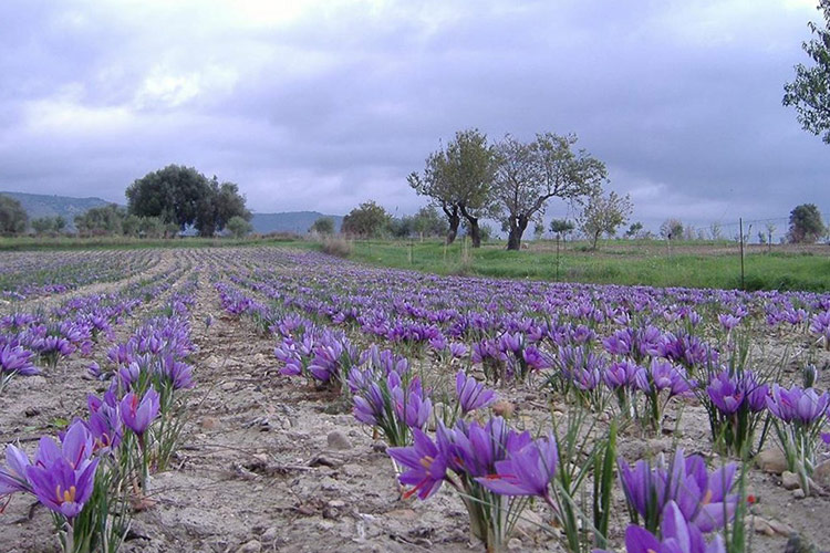 Zafferano di Sardegna, la Dop dopo secoli di storia
