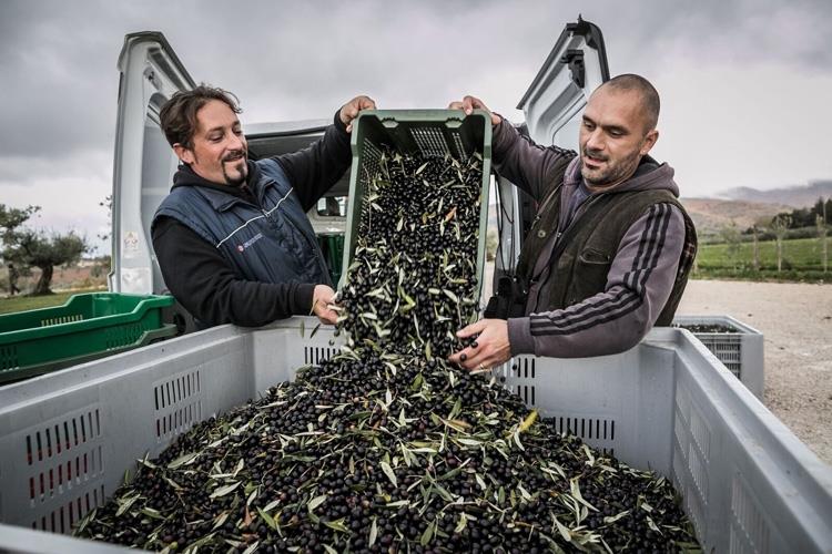 (Frantoi Aperti, 21ª edizione 
4 weekend tra passeggiate e degustazioni)