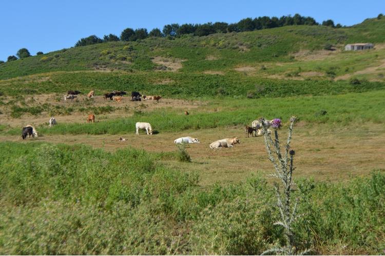 Nebrodi Cheese Festival 
Emozioni globali, prodotti locali