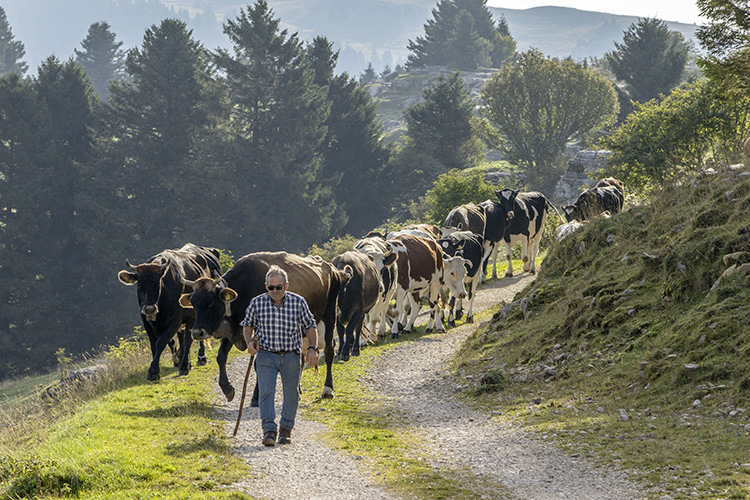 (Paesaggi rurali storici, la Lessinia 
prepara un dossier per farne parte)