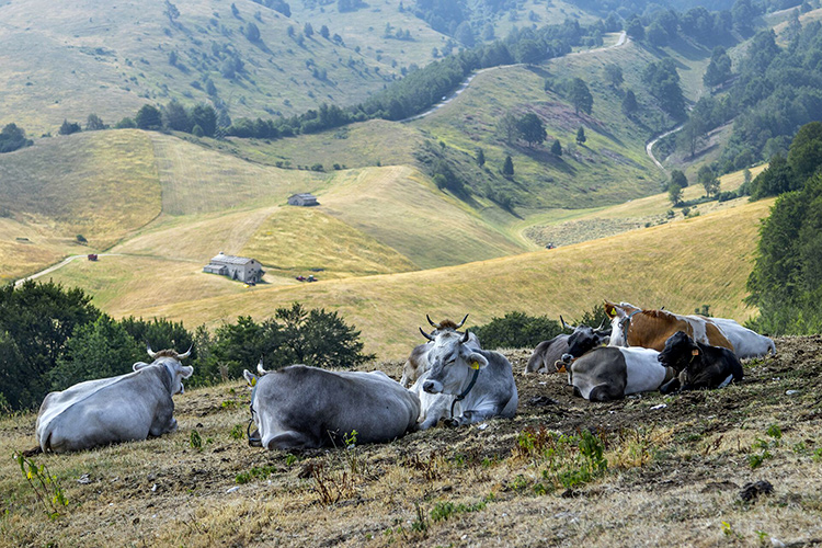 (Paesaggi rurali storici, la Lessinia 
prepara un dossier per farne parte)
